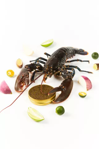 Lobster