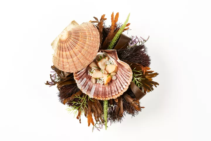 Marchal dish 12.01.2026